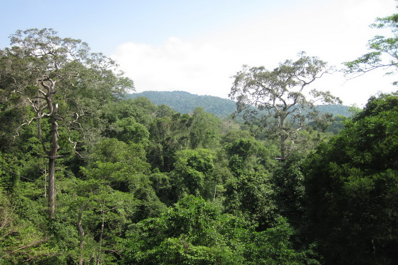 Thailand, Pattaya, Flight of the Gibbon